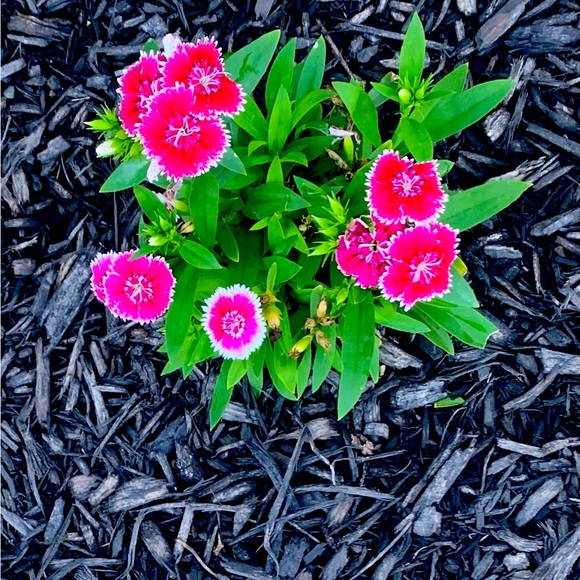 Meet your Posher, Cynthia - Picture 3 of 8